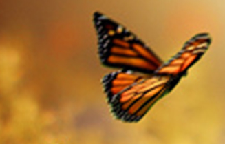 Monarch butterfly in front of blurry orange background